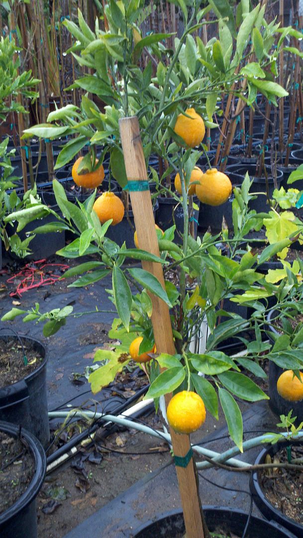 How to plant and grow fruit trees How to Plant Citrus Fruits?